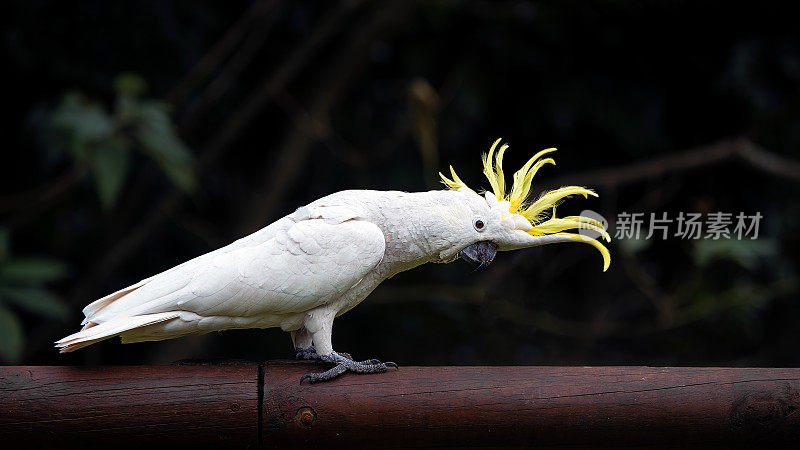 硫磺凤头鹦鹉(Cacatua galerita)